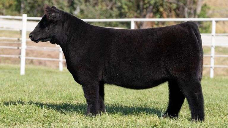 GORETSKA TAG 65 HEIFER