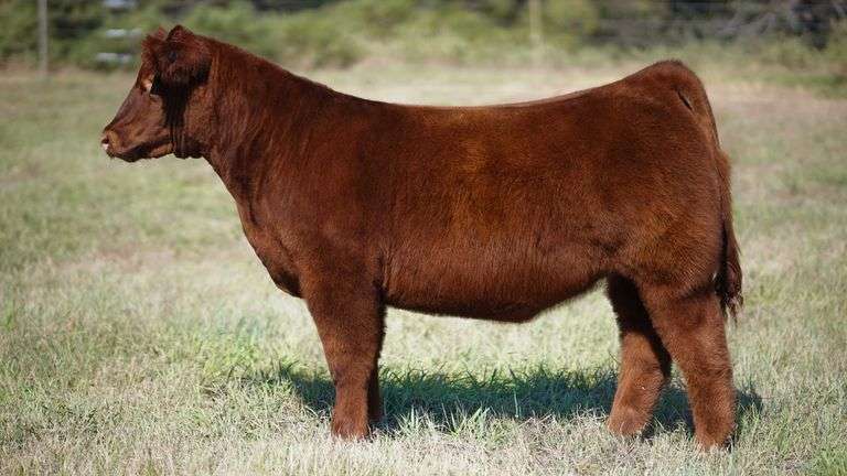 CORNELIUS TAG 7 HEIFER