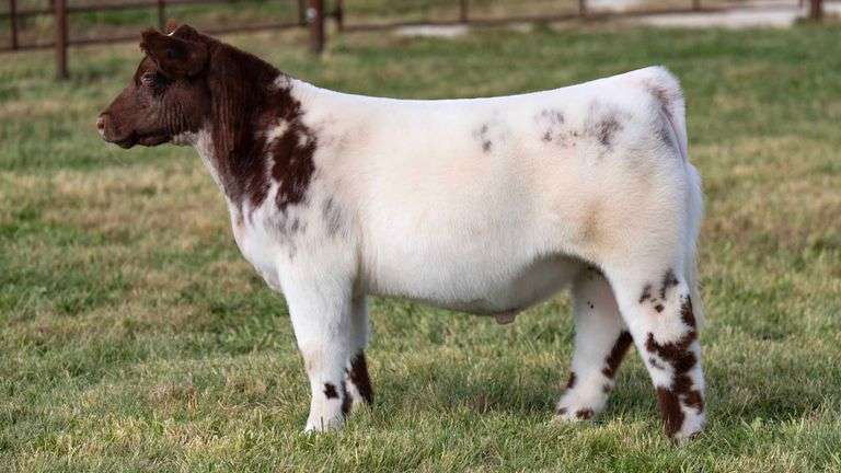 FERGUSON TAG 179 STEER