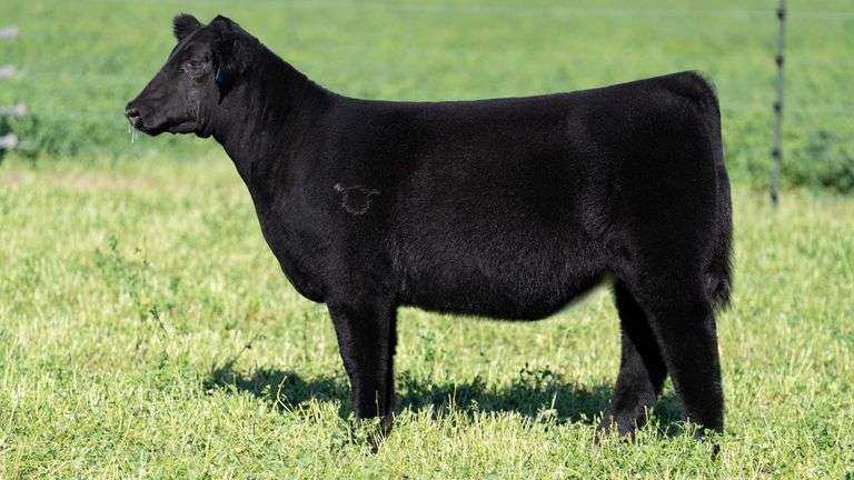 BLUEPRINT TAG 10 - HIGH MAINE HEIFER