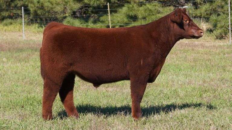 CORNELIUS TAG 12 STEER