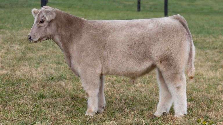 GEFFERT TAG 35 STEER