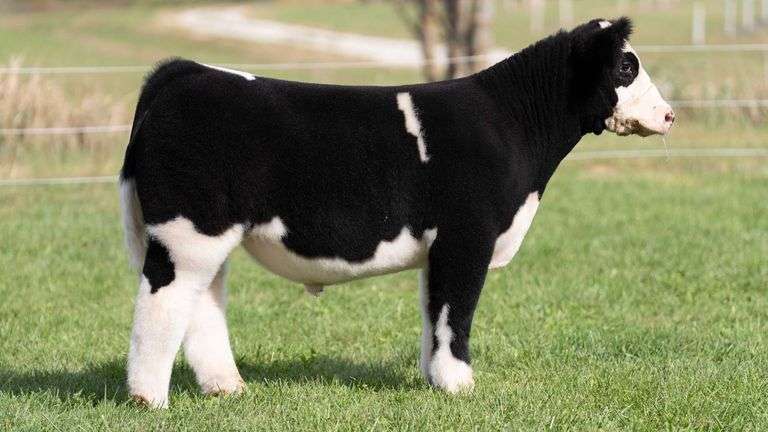 3R TAG 523 STEER