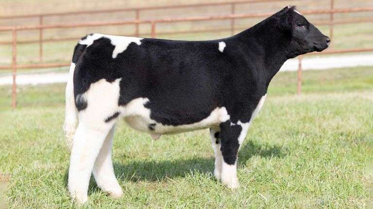 KITCHELL TAG 6 STEER