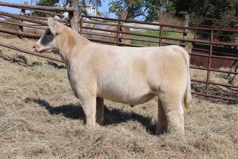 MIDCONTINENT TAG 9 STEER