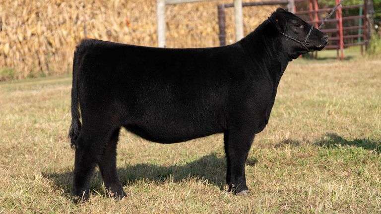 ARMSTRONG/BISINGER TAG 209 HEIFER