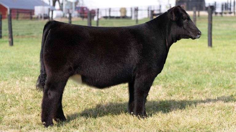 GEFFERT TAG 47 HEIFER