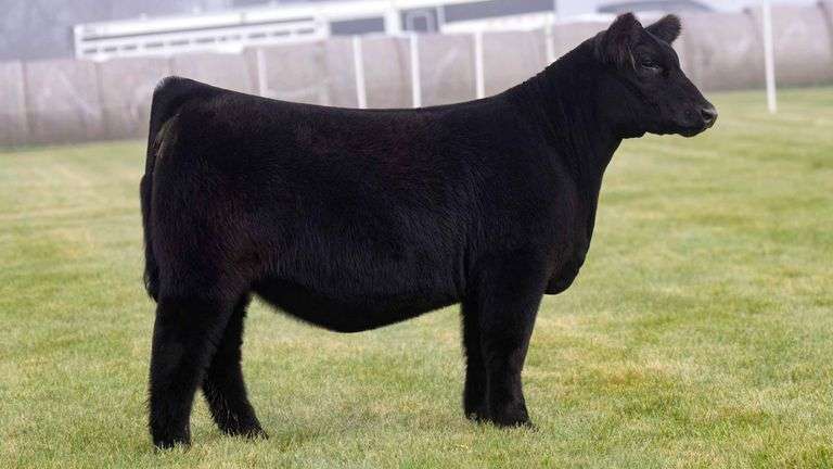 LORENTZ TAG 36 HEIFER