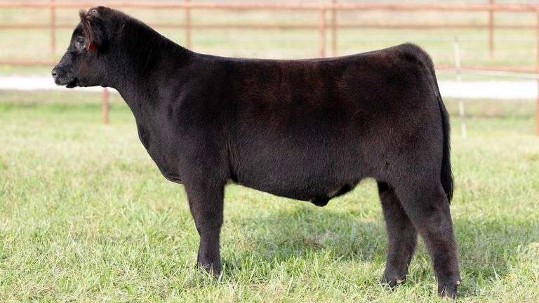 KITCHELL TAG 8 STEER