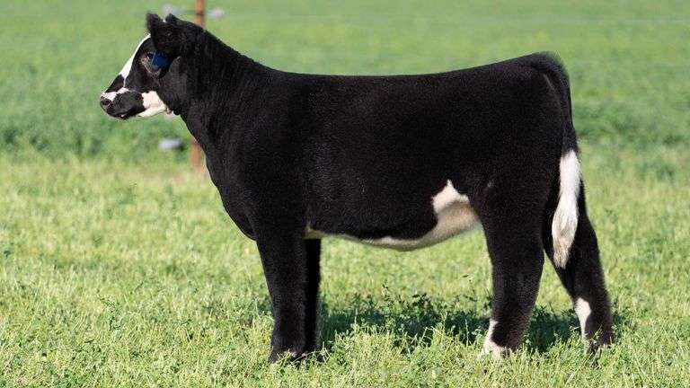 BLUEPRINT TAG 6 - HIGH MAINE HEIFER