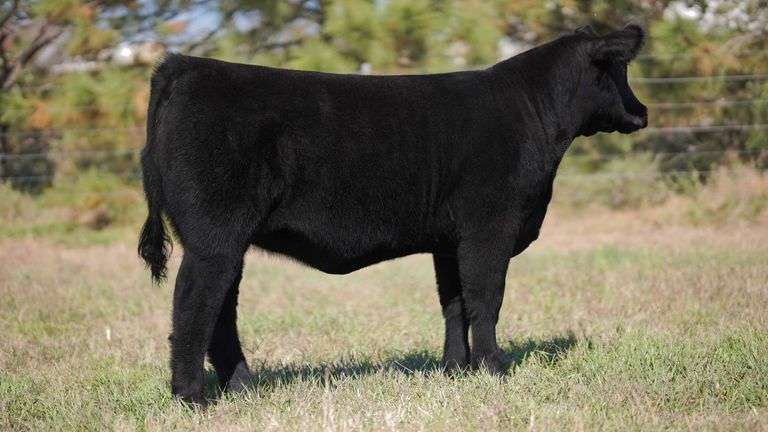 CORNELIUS TAG 15 HEIFER