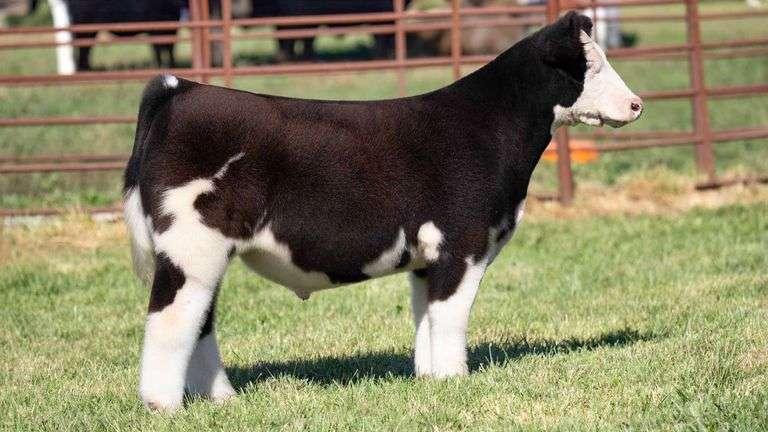 FERGUSON TAG 178 STEER