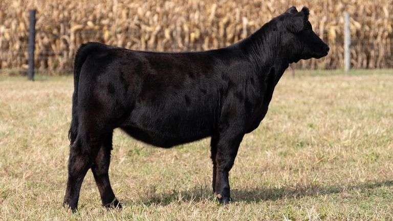 ARMSTRONG/BISINGER TAG 223 HEIFER