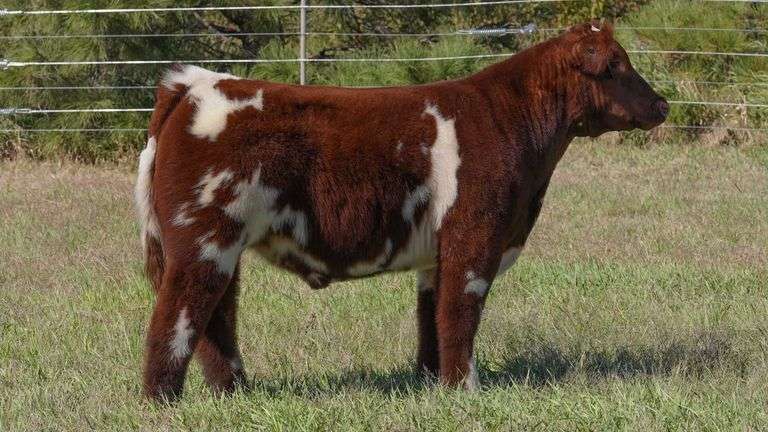 CORNELIUS TAG 2 STEER