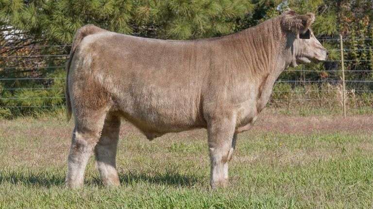 CORNELIUS TAG 14 STEER