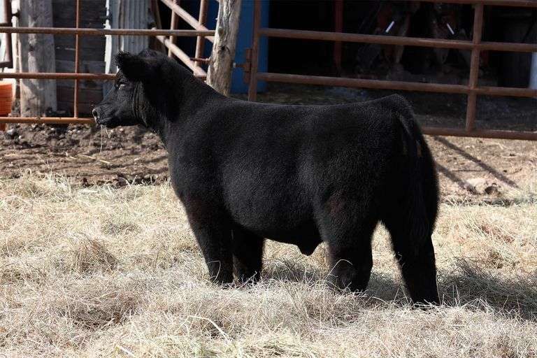 MIDCONTINENT TAG 17 STEER