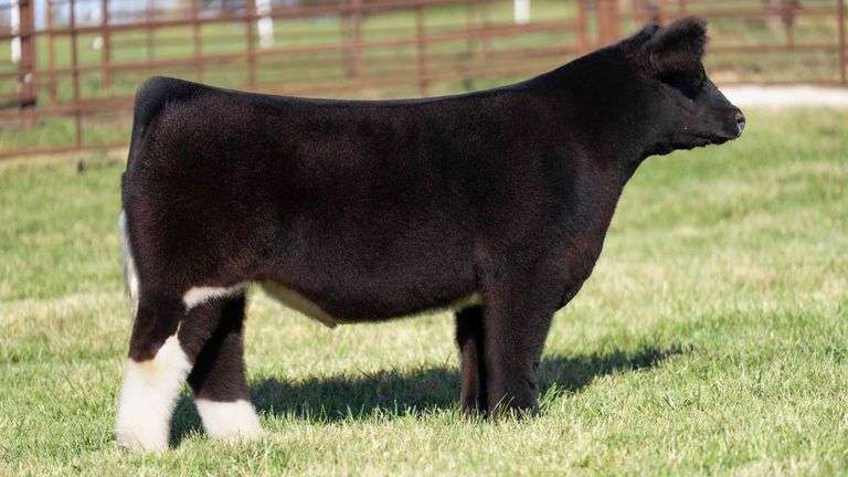 FERGUSON TAG 138 STEER