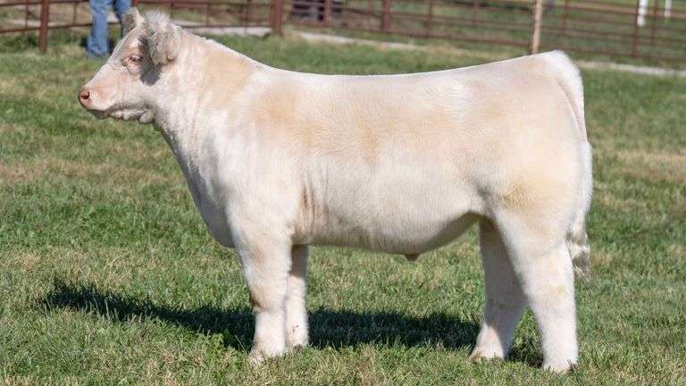 FERGUSON TAG 117 STEER