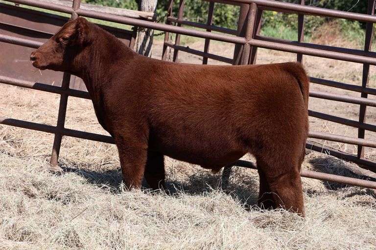 MIDCONTINENT TAG 25 STEER