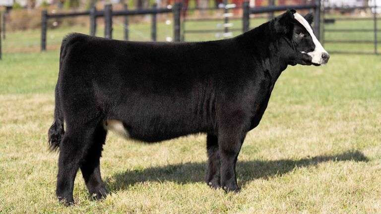 GEFFERT TAG 45 HEIFER