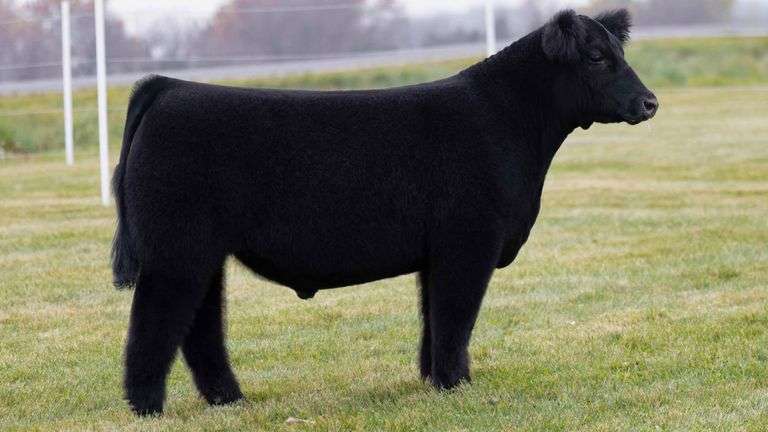 LORENTZ TAG 30 STEER