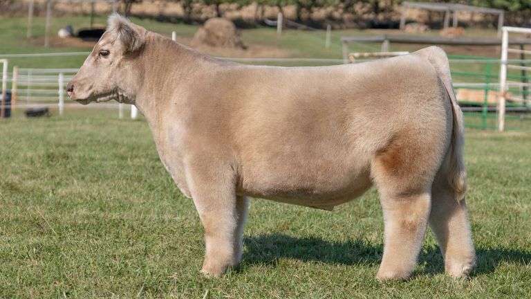 GORETSKA TAG 52 STEER