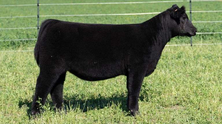 BLUEPRINT TAG 18 - PB MAINE HEIFER