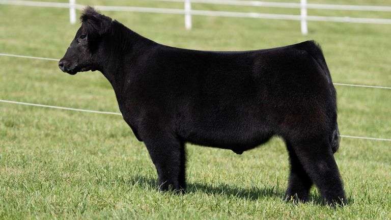 GORETSKA TAG 59 STEER