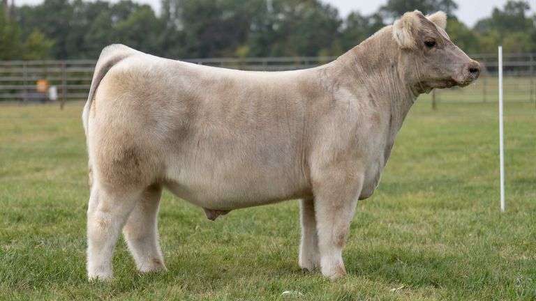 WISS TAG 507 STEER