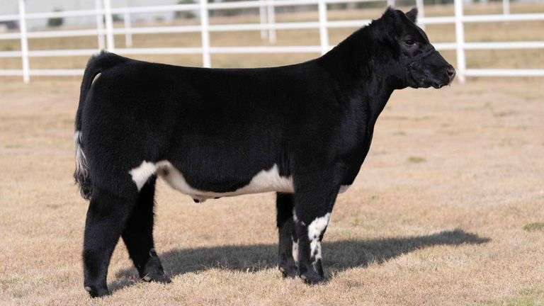 CORE 4 TAG 8 STEER