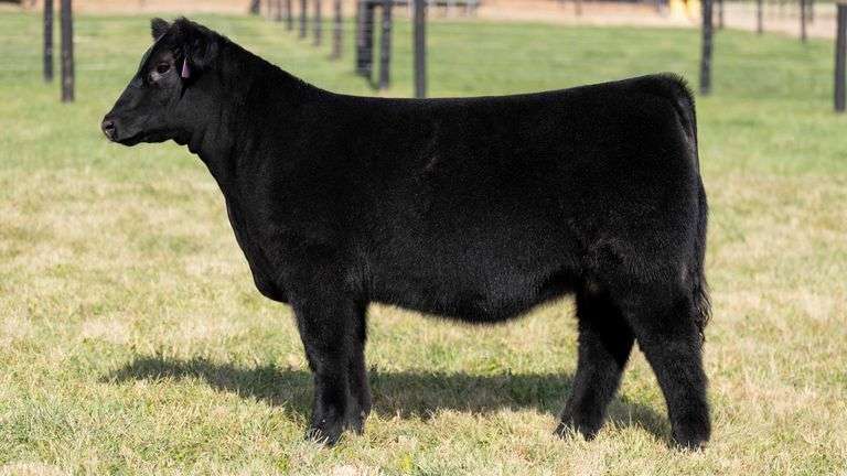 GEFFERT TAG 43 HEIFER