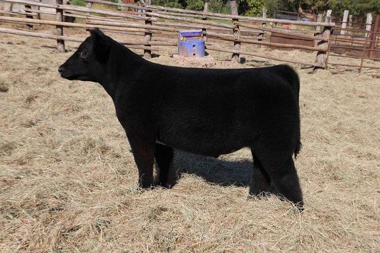 MIDCONTINENT TAG 2 STEER