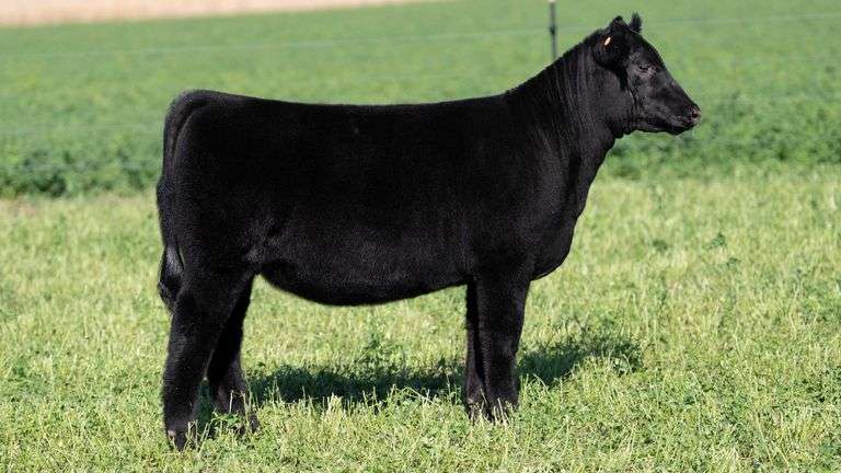 BLUEPRINT TAG 12 - PB MAINE HEIFER