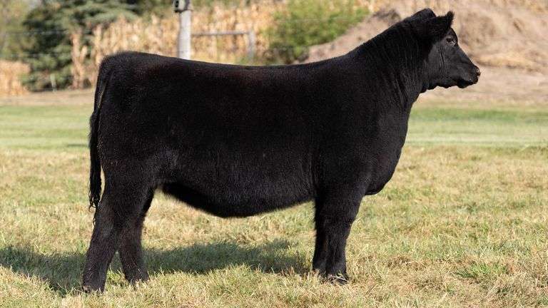 ARMSTRONG/BISINGER TAG 207 HEIFER