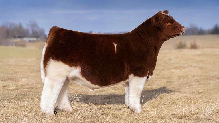 RED & WHITE DELIGHT SEMEN