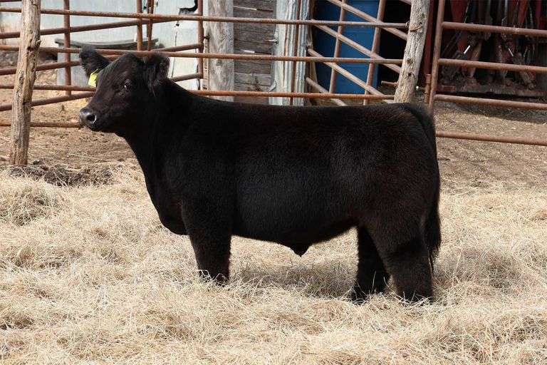 MIDCONTINENT TAG 18 STEER