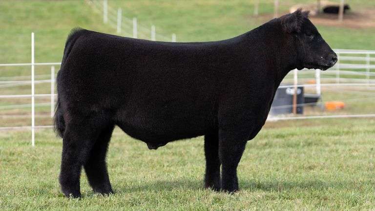 GORETSKA TAG 27 STEER