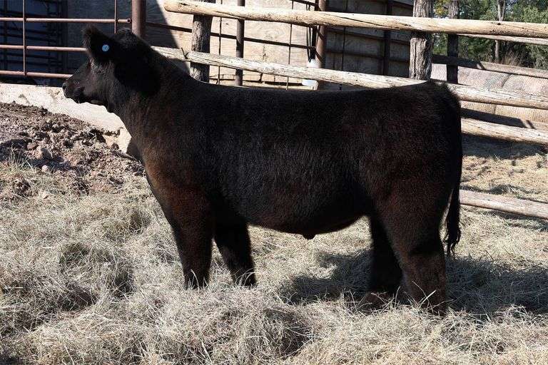 MIDCONTINENT TAG 22 STEER