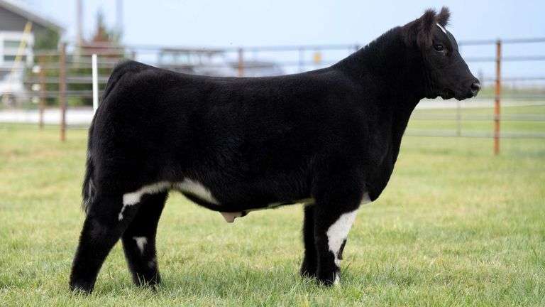 WISS TAG 508 STEER