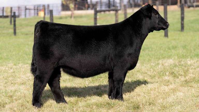 GEFFERT TAG 46 HEIFER