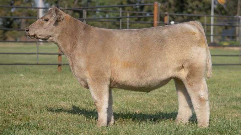 WISS TAG 546 STEER