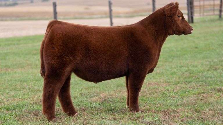 WILSON TAG 34 STEER