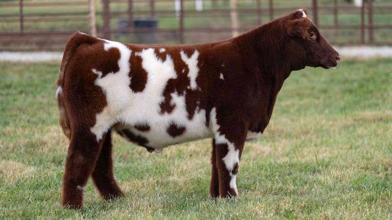 FERGUSON TAG 115 STEER