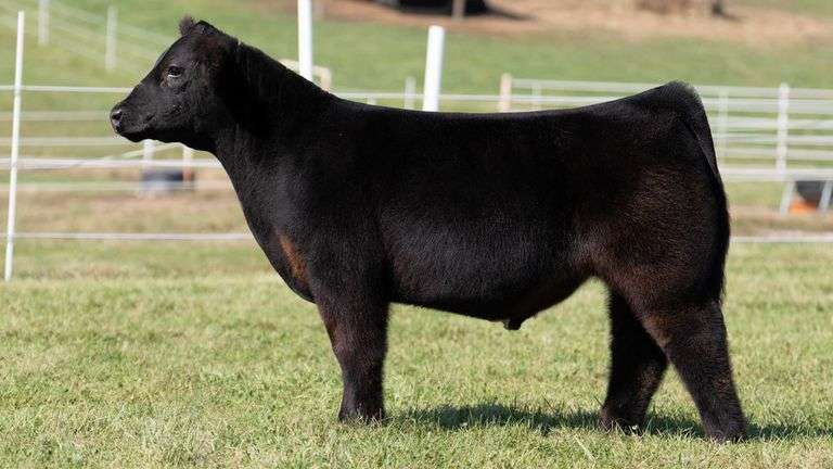 GORETSKA TAG 31 STEER