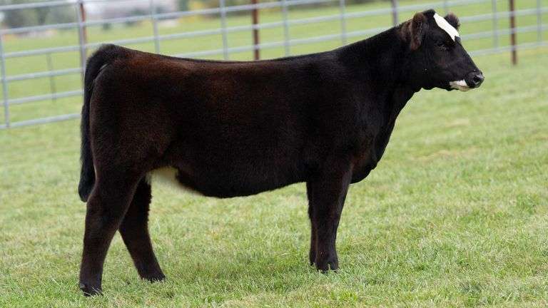 ENGLAND TAG 30 HEIFER