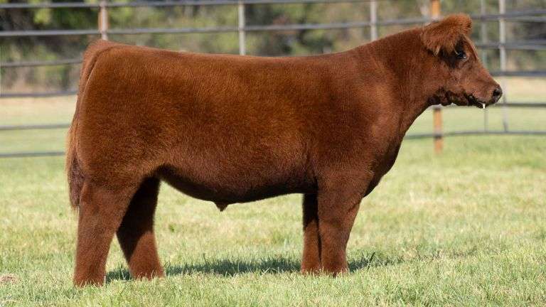 WISS TAG 541 STEER