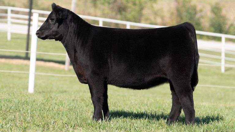 NORRIS GORETSKA TAG 507 ANGUS HEIFER