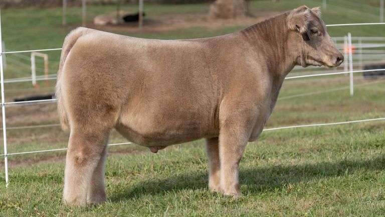 GORETSKA TAG 45 STEER