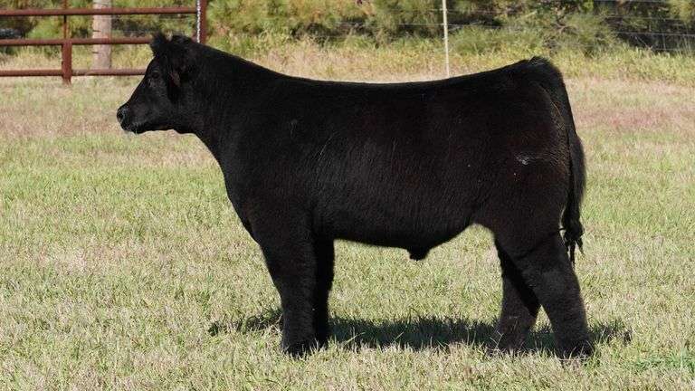 CORNELIUS TAG 6 STEER