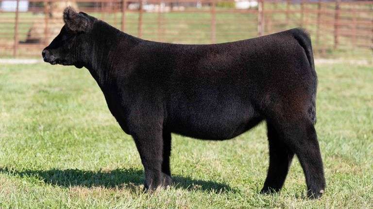 FERGUSON TAG 135 HEIFER